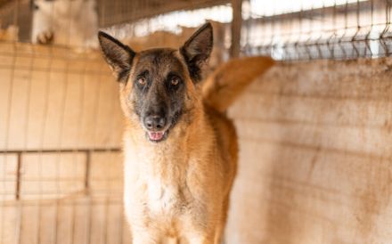 Nevada hat eine Chance verdient