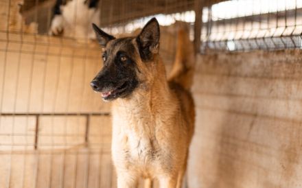 Nevada hat eine Chance verdient