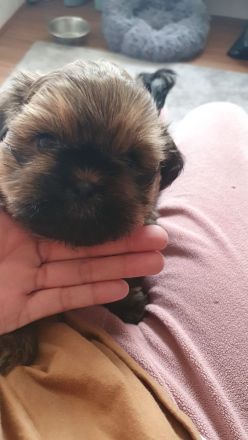 2 süße Shih-Tzu Welpen