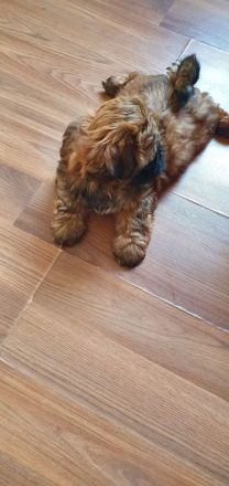 2 süße Shih-Tzu Welpen