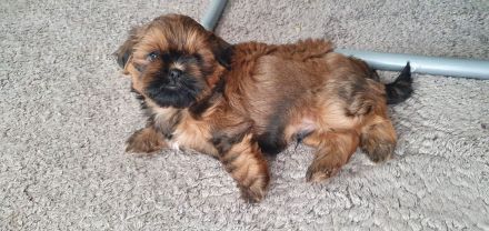 2 süße Shih-Tzu Welpen