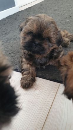2 süße Shih-Tzu Welpen