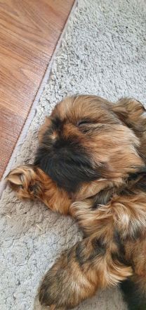 2 süße Shih-Tzu Welpen