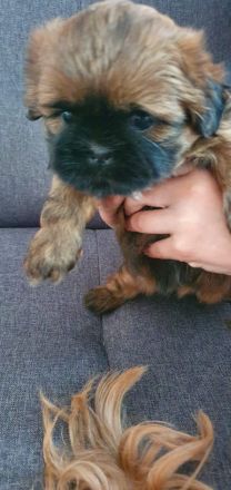 2 süße Shih-Tzu Welpen