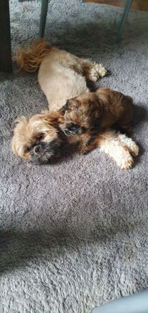 2 süße Shih-Tzu Welpen