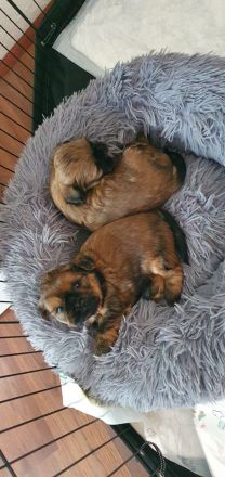 2 süße Shih-Tzu Welpen