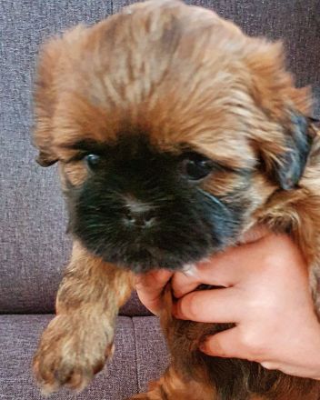 2 süße Shih-Tzu Welpen