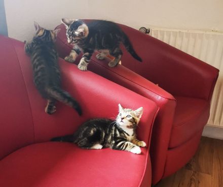 Ich verkaufe reinrassige Katzen