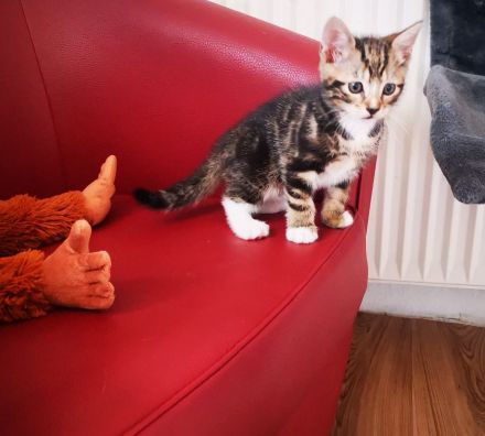 Ich verkaufe reinrassige Katzen