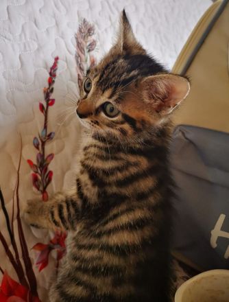 Ich verkaufe reinrassige Katzen