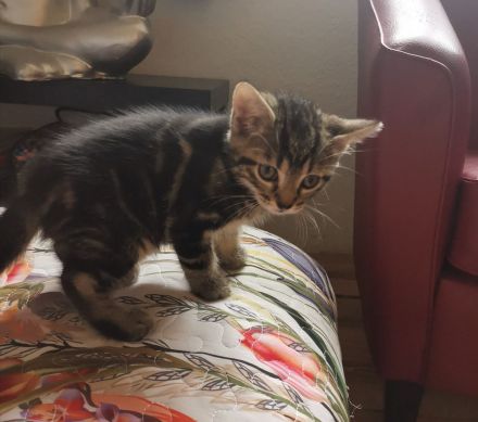 Ich verkaufe reinrassige Katzen