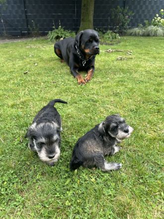 Zwergschnauzer reinrassig