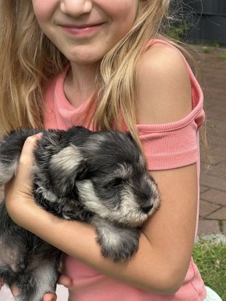 Zwergschnauzer reinrassig