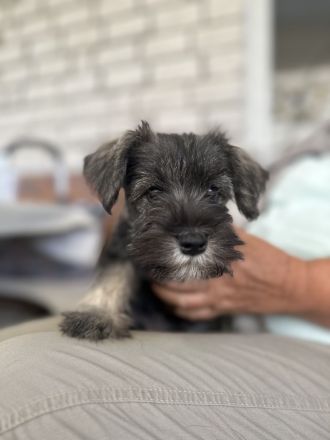 Zwergschnauzer reinrassig