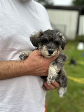 Zwergschnauzer reinrassig