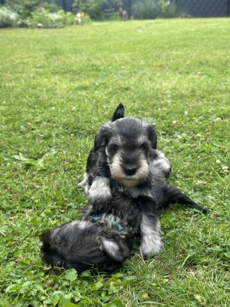 Zwergschnauzer reinrassig