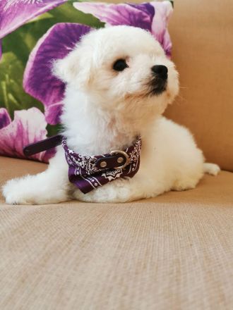 bichon frise