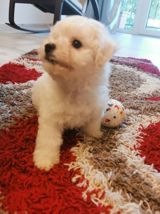 bichon frise