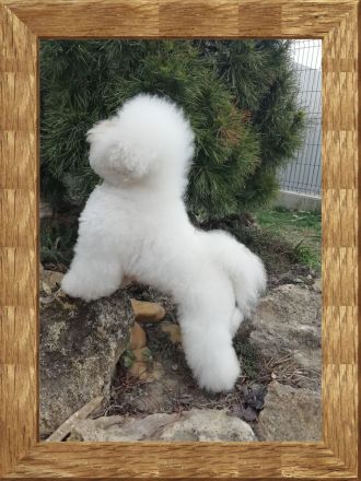 bichon frise