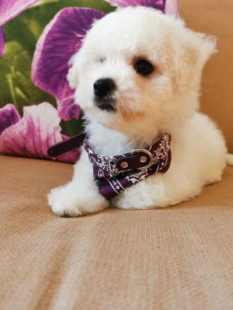 bichon frise