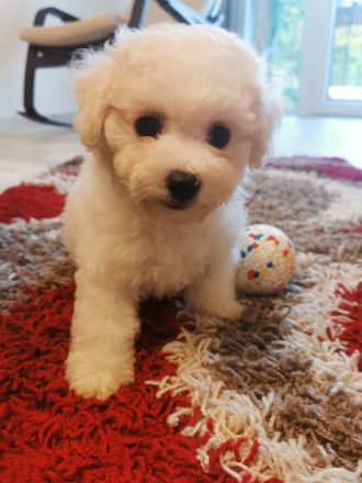 bichon frise