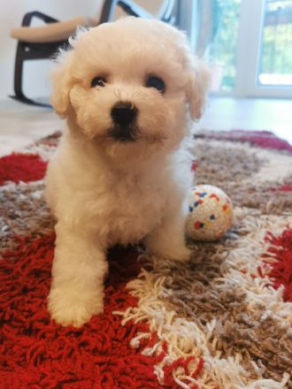 bichon frise