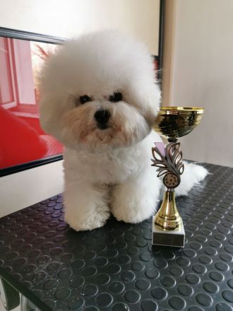 bichon frise