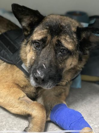 Leo - ruhiges Für-Immer-Zuhause gesucht🏡