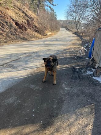 Leo - ruhiges Für-Immer-Zuhause gesucht🏡