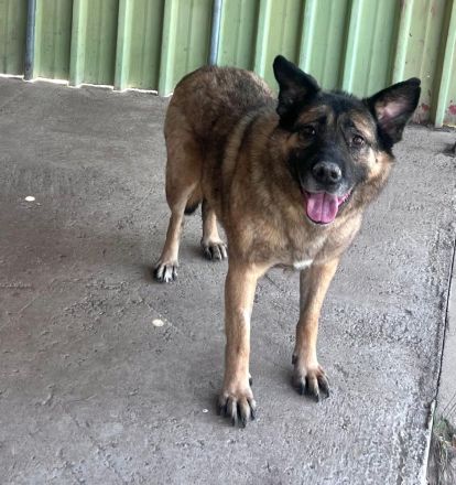 Leo - ruhiges Für-Immer-Zuhause gesucht🏡