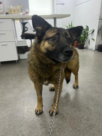 Leo - ruhiges Für-Immer-Zuhause gesucht🏡