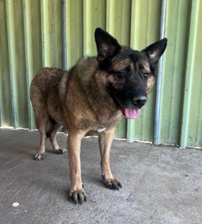 Leo - ruhiges Für-Immer-Zuhause gesucht🏡