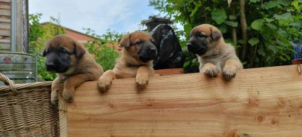 Malinois / Großer Schweizer Sennenhund-Mischlingswelpen