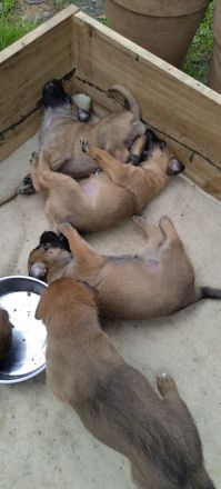 Malinois / Großer Schweizer Sennenhund-Mischlingswelpen