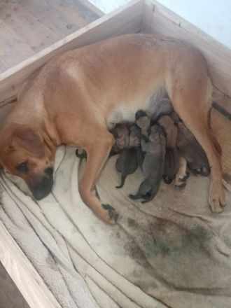 Malinois / Großer Schweizer Sennenhund-Mischlingswelpen