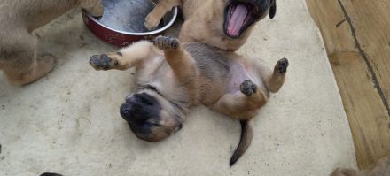 Malinois / Großer Schweizer Sennenhund-Mischlingswelpen