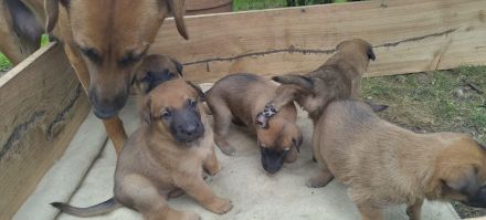 Malinois / Großer Schweizer Sennenhund-Mischlingswelpen