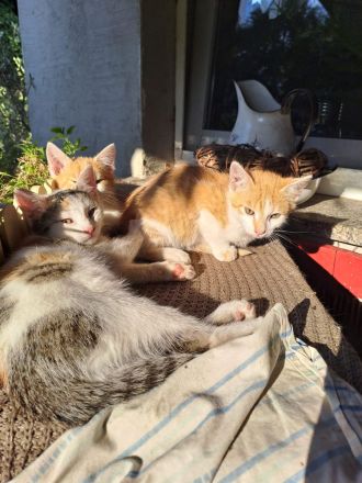 Kätzchen - Maikätzchen