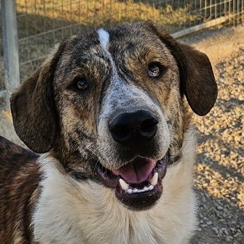 Hermann und Timo, geb. ca. 12/2023, lebt in GRIECHENLAND, Serres