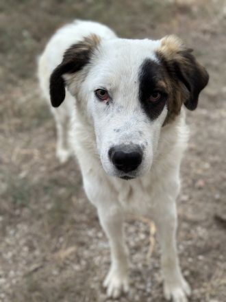 Helmo geb. ca. 01/2024, lebt in GRIECHENLAND, im städt. Tierheim Serres