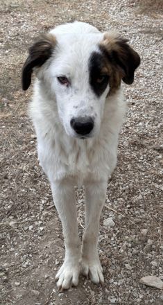 Helmo geb. ca. 01/2024, lebt in GRIECHENLAND, im städt. Tierheim Serres