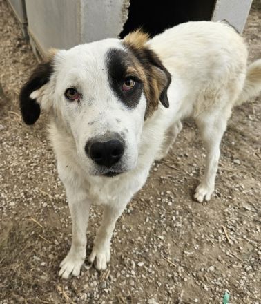 Helmo geb. ca. 01/2024, lebt in GRIECHENLAND, im städt. Tierheim Serres