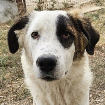 Helmo geb. ca. 01/2024, lebt in GRIECHENLAND, im städt. Tierheim Serres