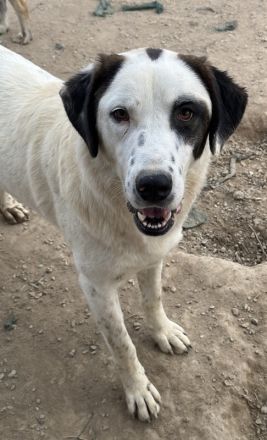 Helmo geb. ca. 01/2024, lebt in GRIECHENLAND, im städt. Tierheim Serres