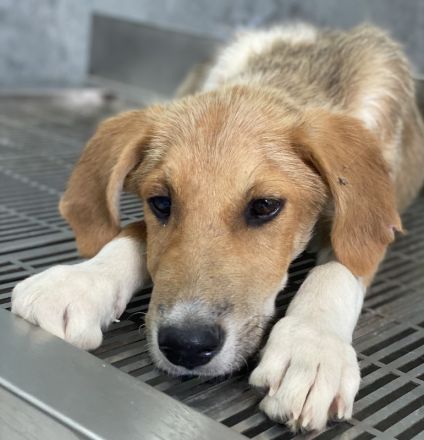 Imilo, geb. ca. 04/2024, lebt in GRIECHENLAND, im städt. Tierheim Serres