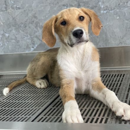 Imilo, geb. ca. 04/2024, lebt in GRIECHENLAND, im städt. Tierheim Serres