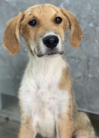 Imilo, geb. ca. 04/2024, lebt in GRIECHENLAND, im städt. Tierheim Serres