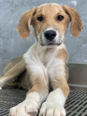 Imilo, geb. ca. 04/2024, lebt in GRIECHENLAND, im städt. Tierheim Serres