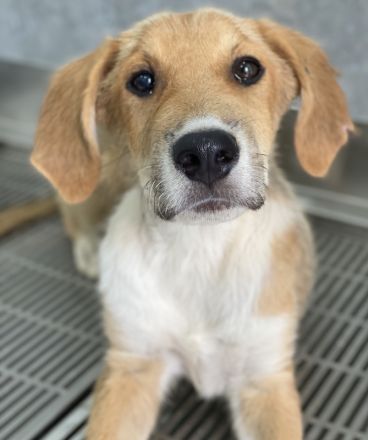 Imilo, geb. ca. 04/2024, lebt in GRIECHENLAND, im städt. Tierheim Serres