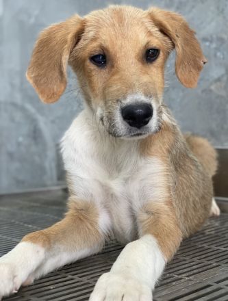 Imilo, geb. ca. 04/2024, lebt in GRIECHENLAND, im städt. Tierheim Serres